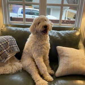 Meet your Posher, Ryan